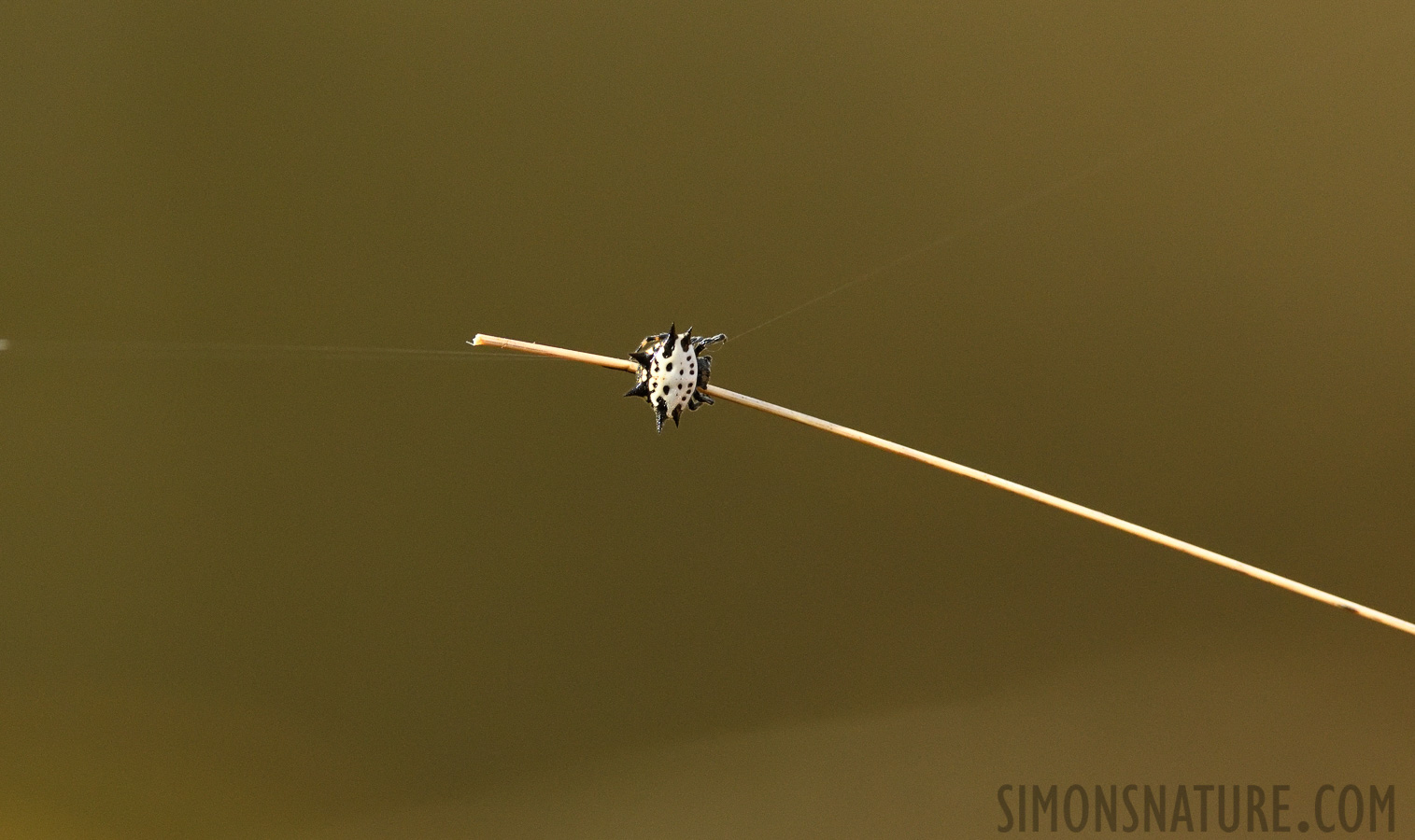 Gasteracantha cancriformis [400 mm, 1/320 Sek. bei f / 7.1, ISO 2500]